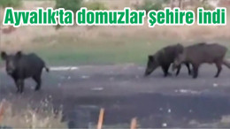 Ayvalık'ta domuzlar ilçe merkezine indi