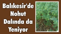 Balıkesir’de Nohut Dalında da Yeniyor