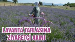 LAVANTA TARLASINA ZİYARETÇİ AKINI