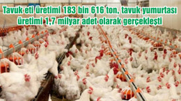 Tavuk eti üretimi 183 bin 616 ton, tavuk yumurtası üretimi 1,7 milyar adet olarak gerçekleşti
