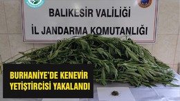 BURHANİYE’DE KENEVİR YETİŞTİRCİSİ YAKALANDI