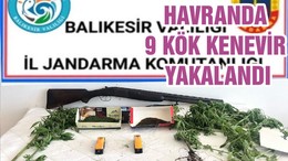 HAVRANDA 9 KÖK KENEVİR YAKALANDI