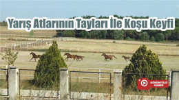 Yarış Atlarının Tayları İle Koşu Keyfi