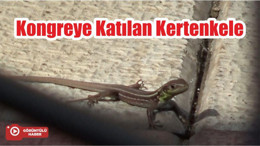 Kongreye Katılan Kertenkele