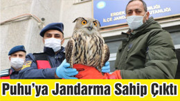 Erdek’te Yorgun Düşen Puhu’ya Jandarma Sahip Çıktı