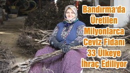 Bandırma'da Üretilen Milyonlarca Ceviz Fidanı 33 Ülkeye İhraç Ediliyor