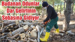 Budanan Odunlar Dar Gelirlinin Sobasına Gidiyor