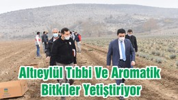 Altıeylül Tıbbi Ve Aromatik Bitkiler Yetiştiriyor