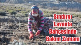 Sındırgı Lavanta Bahçesinde Bakım Zamanı