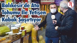 Balıkesir’de Ata Tohumu İle Yetişen Kabak Şaşırtıyor
