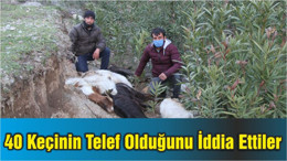 Ayvalık'ta 40 Keçinin Telef Olduğunu İddia Ettiler