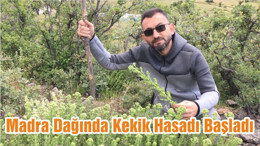 Madra Dağında Kekik Hasadı Başladı