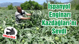 İspanyol Enginarı Kazdağları’nı Sevdi