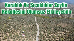 Kuraklık Ve Sıcaklıklar Zeytin Rekoltesini Olumsuz Etkileyebilir