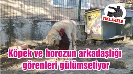 Balıkesir'de Köpek ve horozun arkadaşlığı görenleri gülümsetiyor