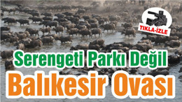Serengeti Parkı Değil Balıkesir Ovası
