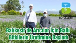 Balıkesir’de Arıcılar İçin Ballı Bitkilerin Üretimine Başladı