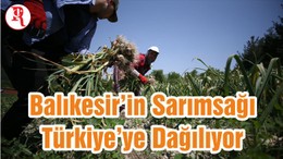 Balıkesir’in Sarımsağı Türkiye’ye Dağılıyor