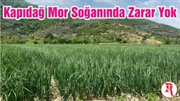 Kapıdağ Mor Soğanında Zarar Yok