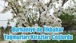Burhaniye’de İlkbahar Yağmurları Kirazları Coşturdu