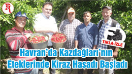 Havran’da Kazdağları’nın Eteklerinde Kiraz Hasadı Başladı
