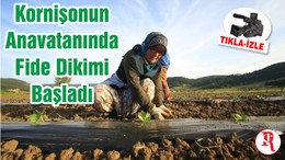 Kornişonun Anavatanında Fide Dikimi Başladı