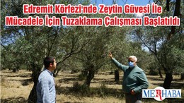 Edremit Körfezi'nde Zeytin Güvesi İle Mücadele İçin Tuzaklama Çalışması Başlatıldı