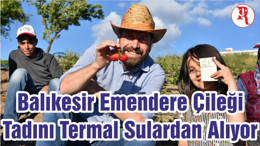 Balıkesir Emendere Çileği Tadını Termal Sulardan Alıyor