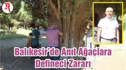 Balıkesir’de Anıt Ağaçlara Defineci Zararı
