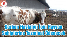 Şarbon Hastalığı İçin Hayvan Sahiplerine Tazminat Ödenecek