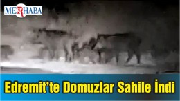 Edremit’te Domuzlar Sahile İndi