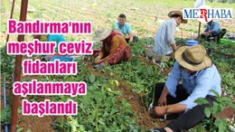 Bandırma'nın meşhur ceviz fidanları aşılanmaya başlandı