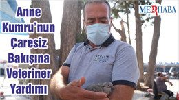 Anne Kumru’nun Çaresiz Bakışına Veteriner Yardımı