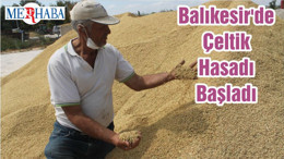 Balıkesir'de Çeltik Hasadı Başladı