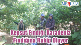 Kepsut Fındığı Karadeniz Fındığına Rakip Oluyor