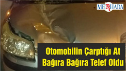 Otomobilin Çarptığı At Bağıra Bağıra Telef Oldu