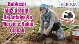 Balıkesir Muz Üretimi İle Antalya Ve Mersin'e Rakip Olacak