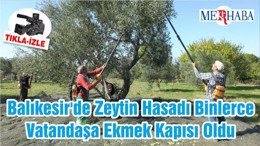 Balıkesir'de Zeytin Hasadı Binlerce Vatandaşa Ekmek Kapısı Oldu