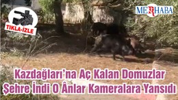 Kazdağları’na Aç Kalan Domuzlar Şehre İndi O Ânlar Kameralara Yansıdı