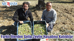 Farklı İllerden Gelip Zeytin Hasadına Katıldılar