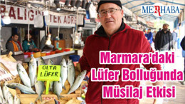 Marmara'daki Lüfer Bolluğunda Müsilaj Etkisi