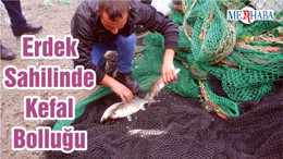 Erdek Sahilinde Kefal Bolluğu