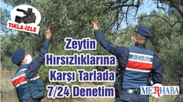 Zeytin Hırsızlıklarına Karşı Tarlada 7/24 Denetim