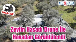 Zeytin Hasadı Drone İle Havadan Görüntülendi