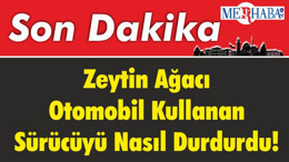 Balıkesir'de Zeytin Ağacı Otomobil Kullanan Sürücüyü Nasıl Durdurdu!
