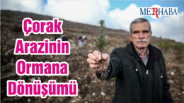 Çorak Arazinin Ormana Dönüşümü