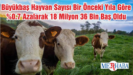 Büyükbaş Hayvan Sayısı Bir Önceki Yıla Göre %0.7 Azalarak 18 Milyon 36 Bin Baş Oldu