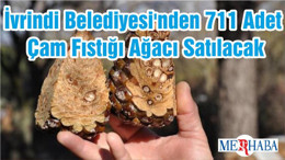 İvrindi Belediyesi'nden 711 Adet Çam Fıstığı Ağacı Satılacak