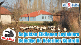 Soğuktan Etkilenen Leyleklere Belediye Ve Veteriner Kontrolü
