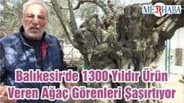 Balıkesir'de 1300 Yıldır Ürün Veren Ağaç Görenleri Şaşırtıyor